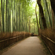 Kyoto Bamboo Forest